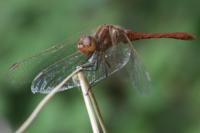 Sympetrum striolatum