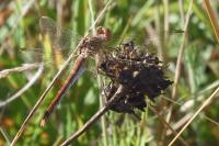 Sympetrum meridionale