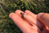 Sympetrum sanguineum