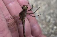 Sympetrum meridionale