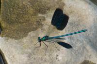Calopteryx splendens