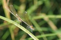 Calopteryx splendens