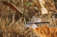 Onychogomphus forcipatus