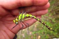 Aeshna cyanea