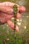 Aeshna cyanea