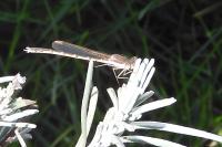 Sympecma fusca
