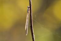 Sympecma fusca