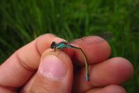 Ischnura elegans