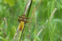Libellula depressa
