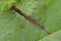 Pyrrhosoma nymphula