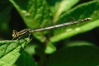 Platycnemis pennipes