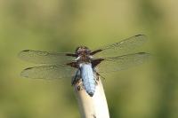 Libellula depressa