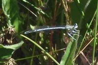 Platycnemis pennipes