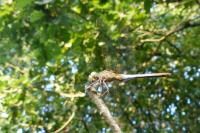 Orthetrum coerulescens