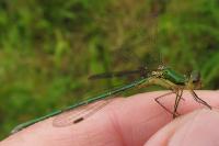 Lestes virens vestalis