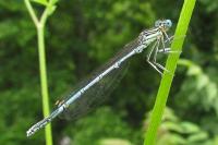 Platycnemis pennipes