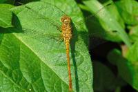 Sympetrum striolatum