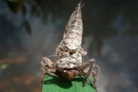 Cordulegaster boltonii