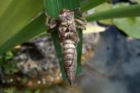 Cordulegaster boltonii