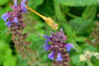 Sympetrum meridionale