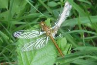 Sympetrum sanguineum