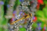 Sympetrum meridionale