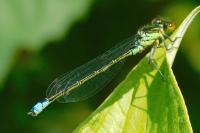 Erythromma viridulum