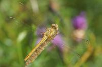Sympetrum sanguineum