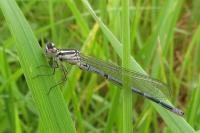 Coenagrion puella