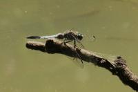 Orthetrum albistylum
