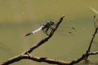 Orthetrum albistylum