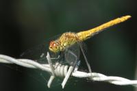 Sympetrum sanguineum