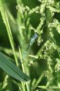 Coenagrion puella