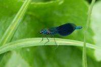 Calopteryx splendens