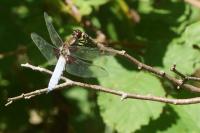 Libellula depressa