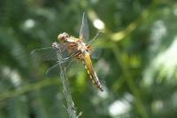 Libellula depressa