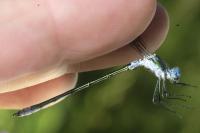 Lestes dryas