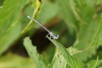 Platycnemis pennipes