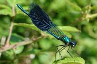 Calopteryx splendens