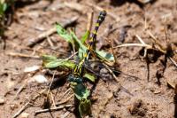 Onychogomphus uncatus
