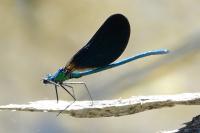 Calopteryx virgo meridionalis