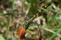 Onychogomphus forcipatus
