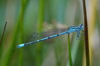 Coenagrion puella
