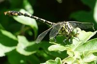 Onychogomphus forcipatus