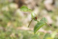 Gomphus graslinii