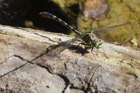 Onychogomphus forcipatus