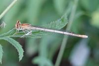 Platycnemis pennipes