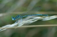Coenagrion puella