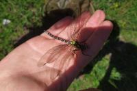 Aeshna cyanea