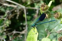 Calopteryx splendens